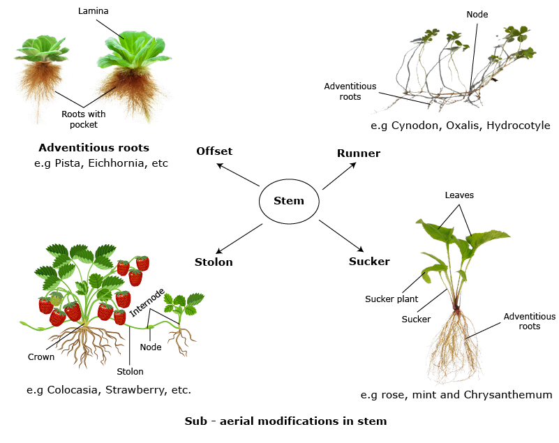 Sub Aerial Stem Examples