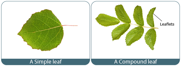 types of leaves simple and compound