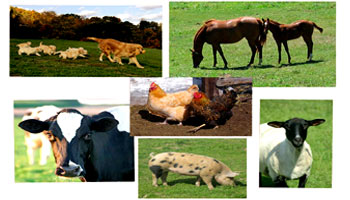 Study Animal Husbandry and its Importance | Farming Practices
