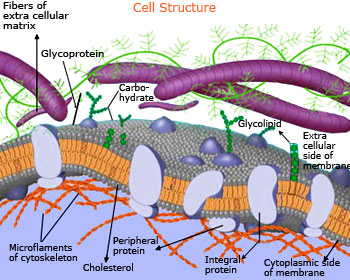 Study Cell Structure, Cell Membrane and Fluid Mosaic Model