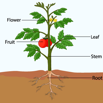 Plant Reproduction