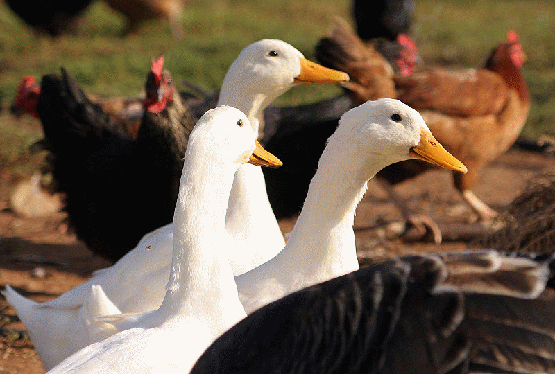 Poultry farming