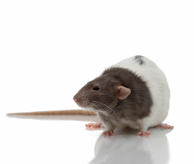 R.rattus belongs to the Phylum Chordata.