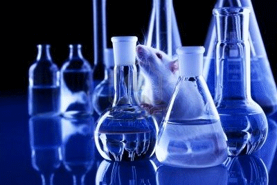 Rats are extensively used for laboratory experiments