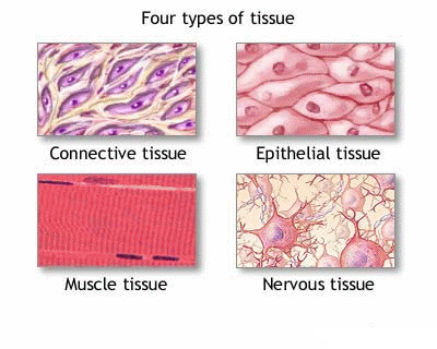 Types of animal tissues