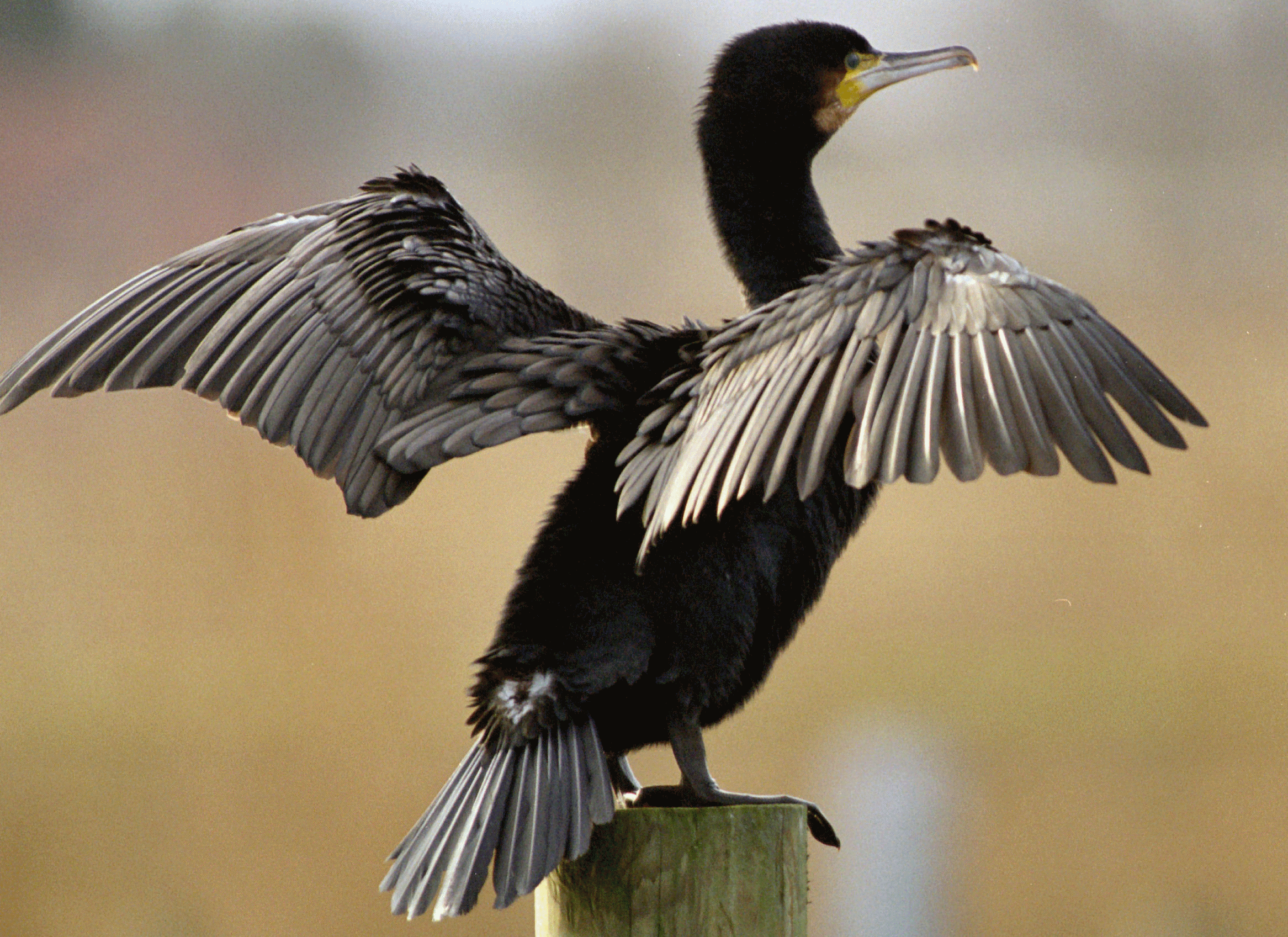 Behavioral thermoregulation in Cormorants