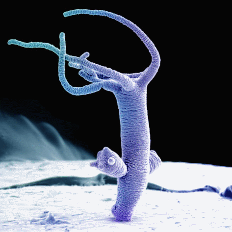 In Hydra, budding is stimulated by hormones