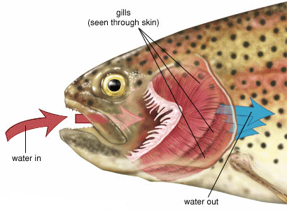 How fish can survive in water, where human can't ?