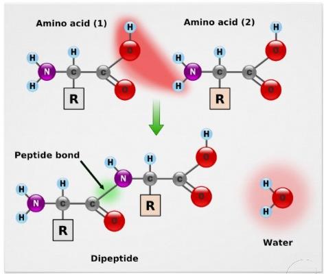 Two aminoacids are joined by a peptide bond.