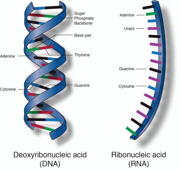 Nucleic acids