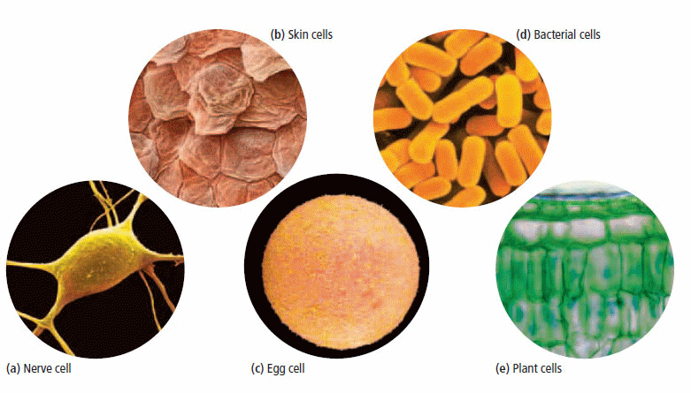 Cells come in a variety of shapes and sizes that suit their diverse functions.