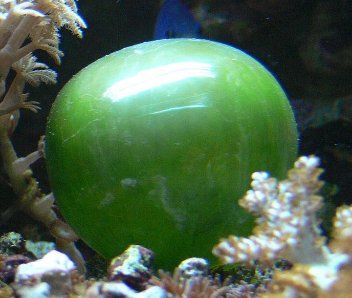 Valonia ventricosa (Bubble algae) is among the largest unicellular species.