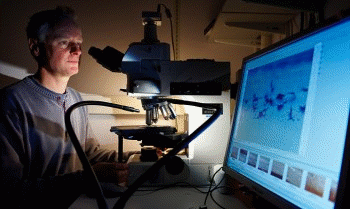 Scanning electron microscopes, or SEMs, are microscopes that offer sub-nanometer resolution.