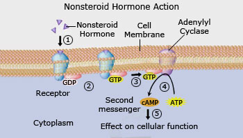 cell signal amplification