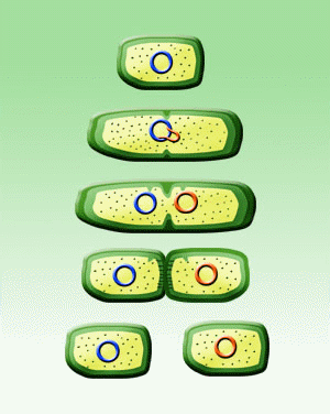 binary fission in bacteria animation