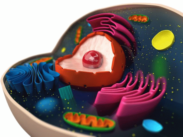 Specialized compartments called organelles exist within eukaryotic cells.