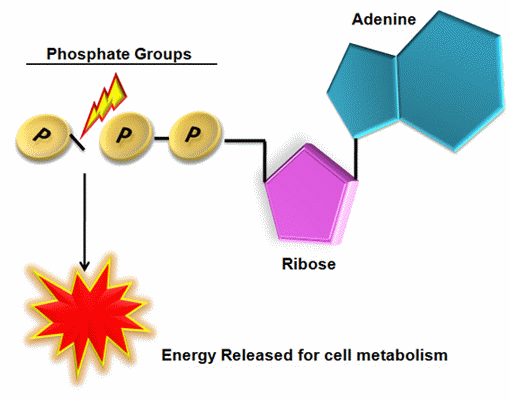 ATP  released in the mitochondria, is transferred to rest of all cell organelles.