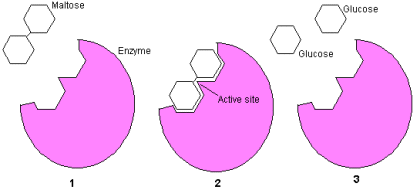 Enzymes are very specific and only work with certain substrates.