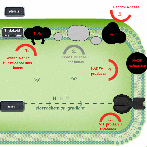 Sequential steps involved in light reactions.