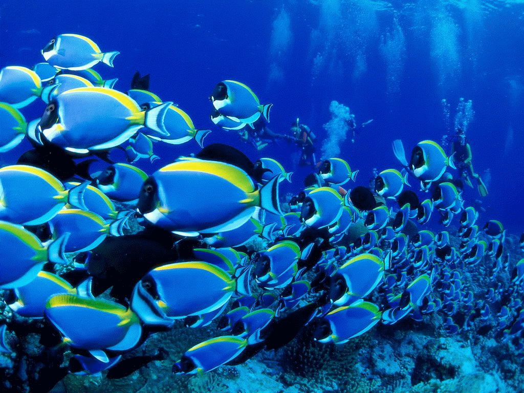 School of fish