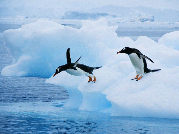 Penguins are much adapted to ice prone environment within the Antarctic Circle.