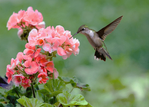 A hummingbird's long bill 