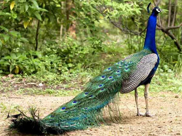 Animals