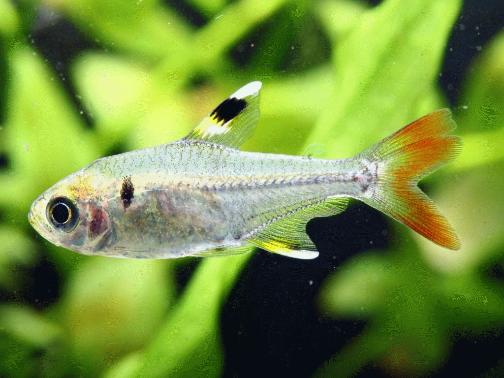 The X-ray tetra (Pristella maxillaris)