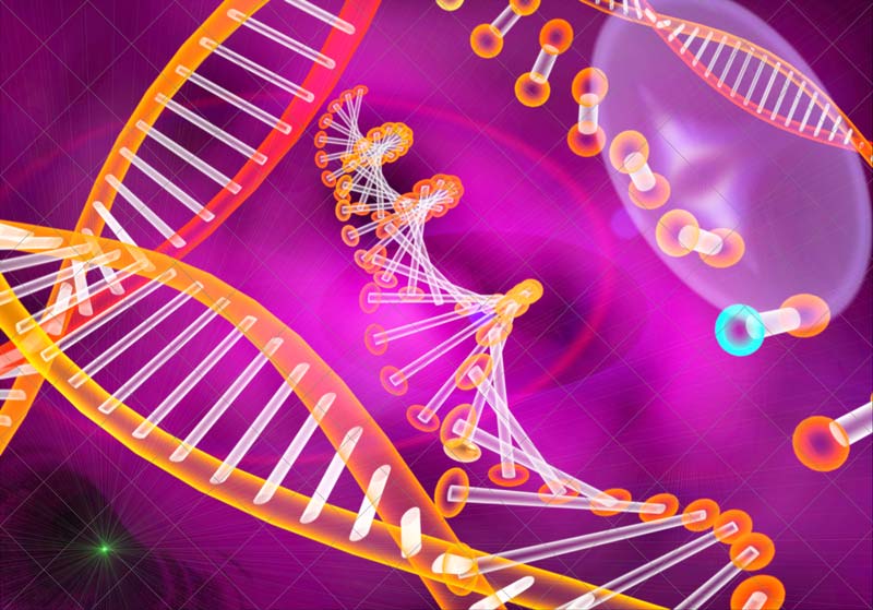 The Hardy-Weinberg law of genetic equilibrium 