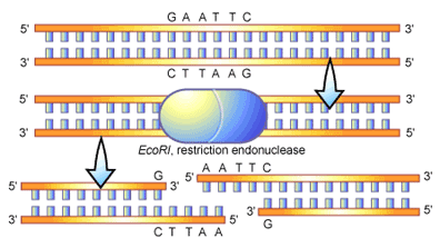 Restriction endonucleases cleave DNA at specific sites