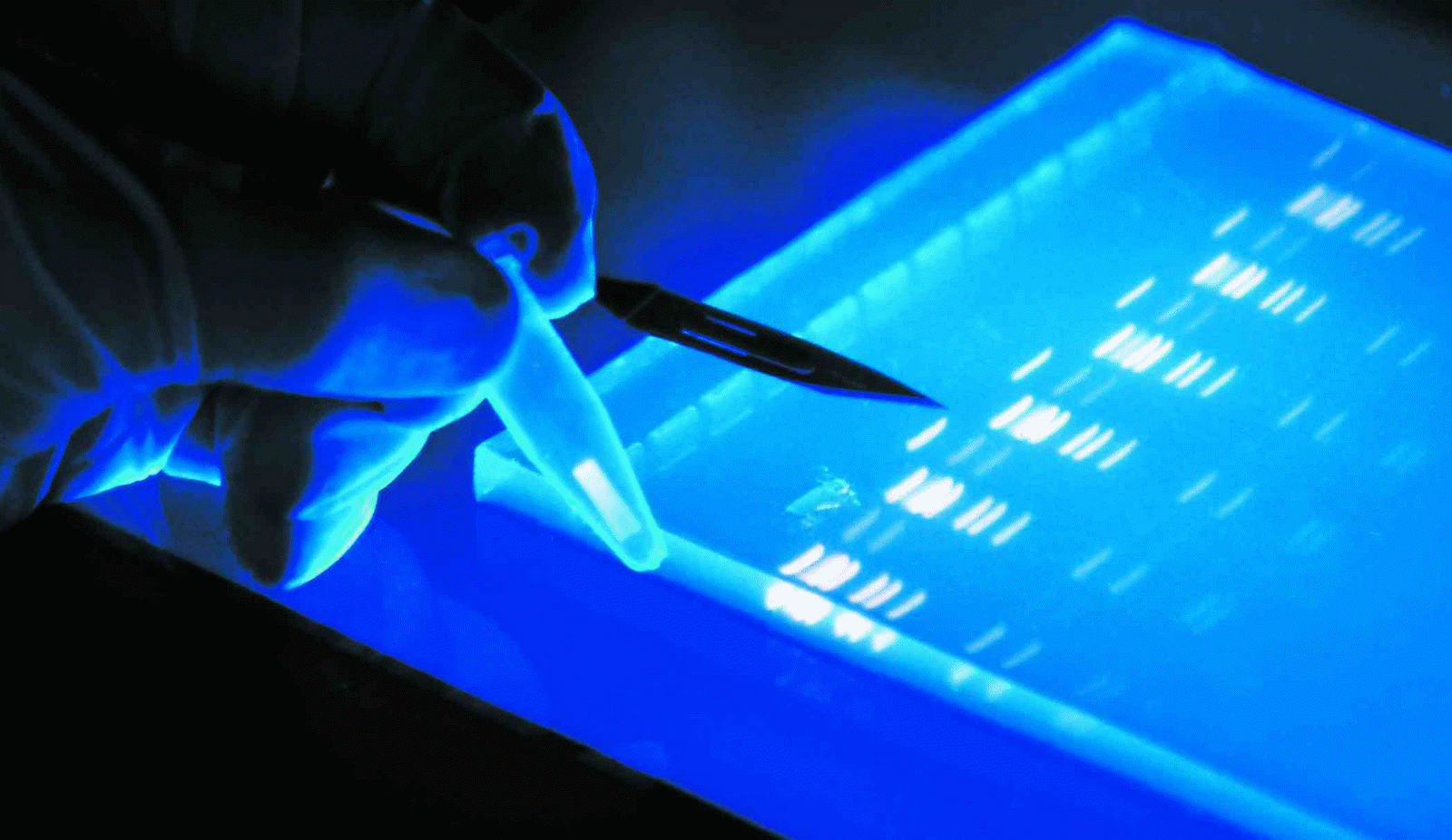 Gel electrophoresis used to separate the DNA molecules