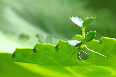 Most plants have the ability to reproduce asexually