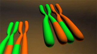 Crossing over is an important phase in meiosis