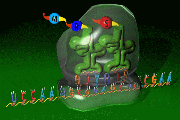 pin-en-relation-with-other-organelles