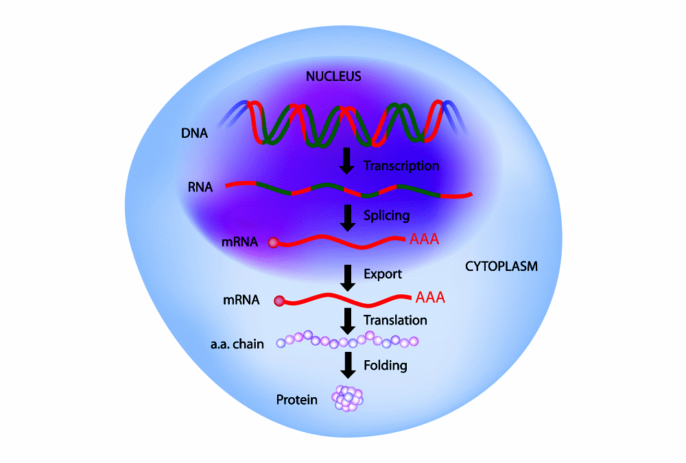 Gene Translation 