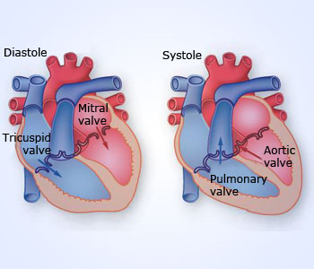 A heartbeat is a two part pumping action that takes about a second.