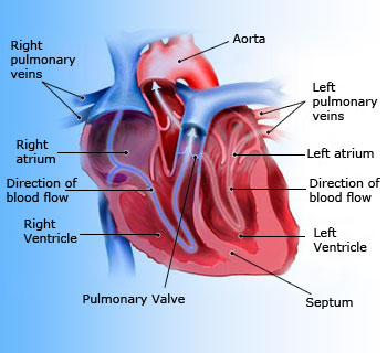 Heart A complex and important one, but still just a pump.