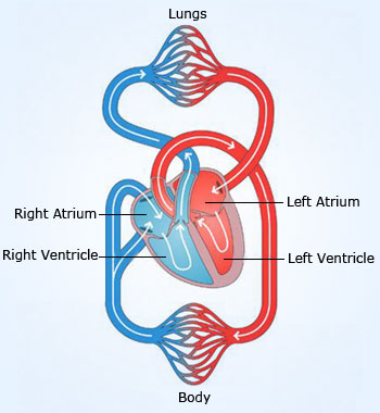 Blood vessels play a crucial role in circulation