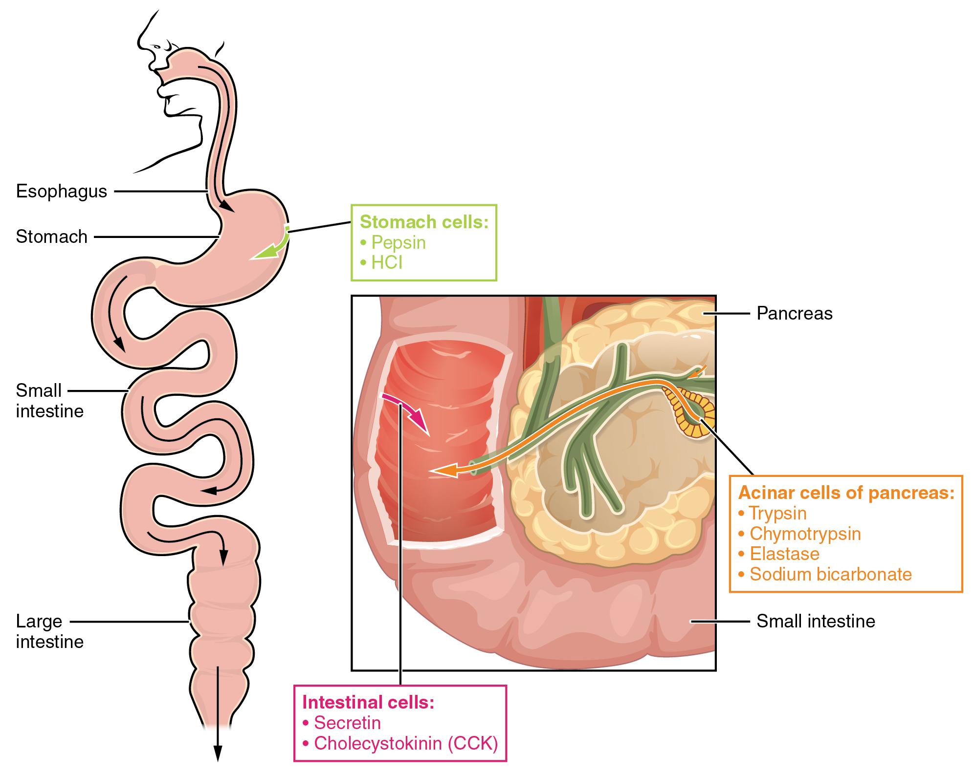 Digestion completes with the combined action of enzymes and hormones.