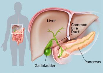 Liver, gallbladder and pancreas acts as digestive accessories