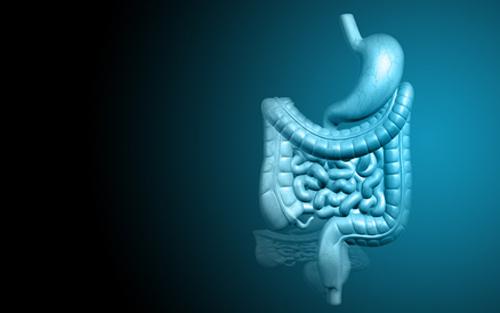 Stages of digestion involves Ingestion digestion absorption and elimination.