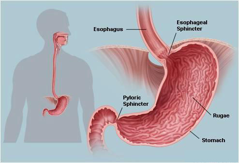 Stomach performs preliminary steps of digestion.