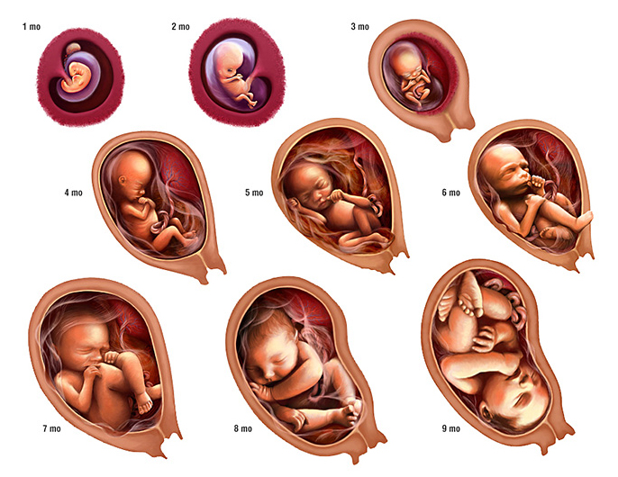 Reproduction In Humans