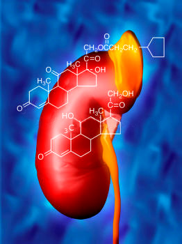Adrenal gland hormones.
