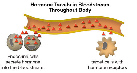 Endocrine products (hormones) are released directly into blood rather than through ducts
