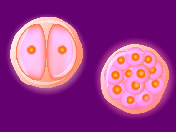 The zygote starts its journey to develop into a complete organism