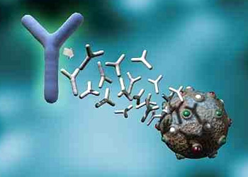 B cells produce antibodies