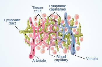 Components of Lymphatic System