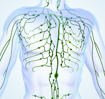 Lymphatic system