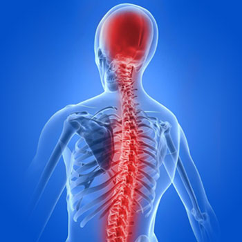 spinal cord